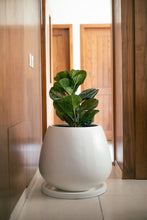 Cargar imagen en el visor de la galería, Copa