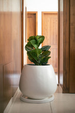 Cargar imagen en el visor de la galería, Copa