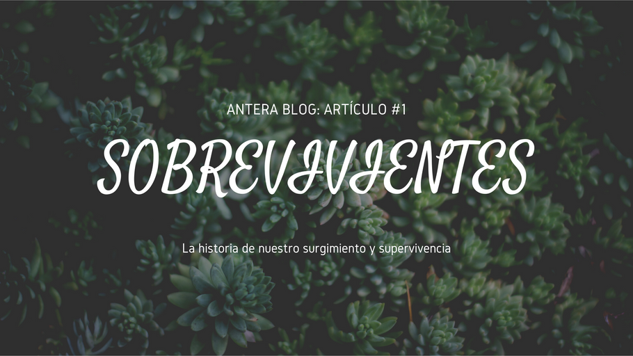 Sobrevivientes