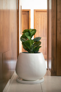 Copa